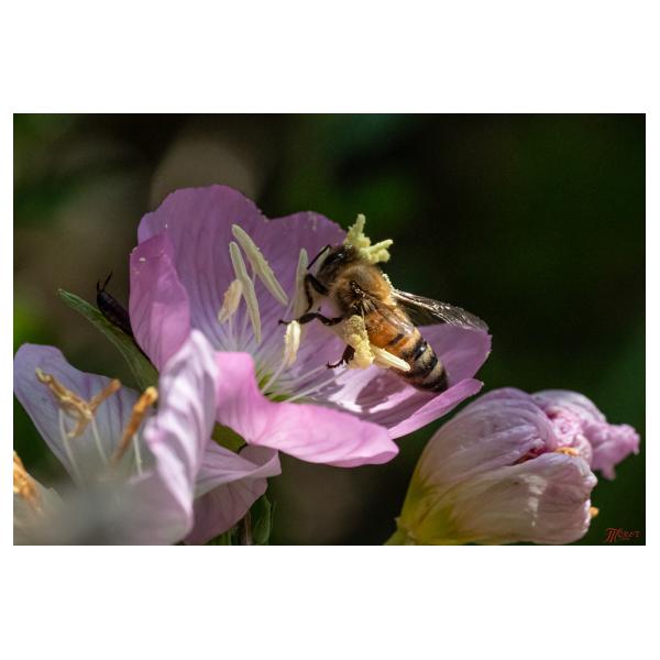 PHOTO84, CLUB, 84 , LUBERON